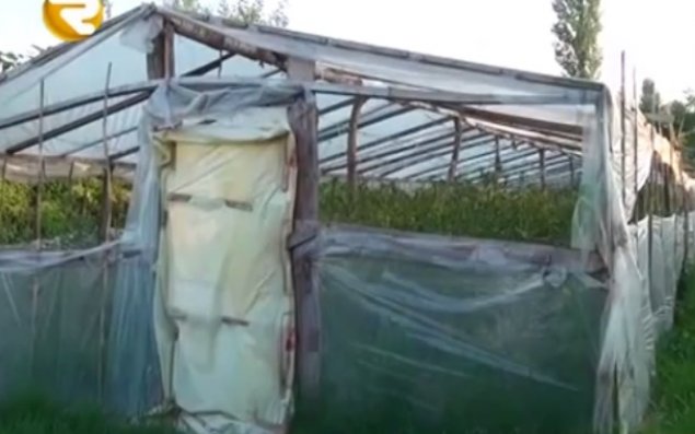 Göyçay sakini qeyri-adi pomidor yetişdirir -   VİDEO