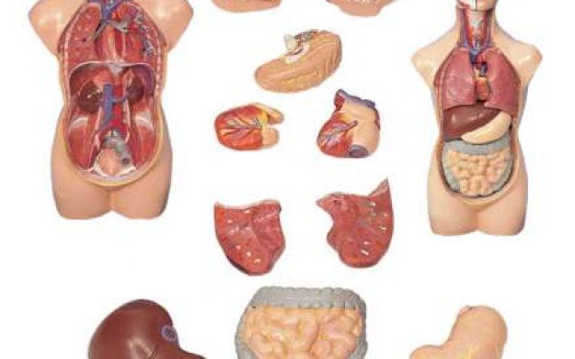 İnsan bədəni haqqında   şok məlumatlar