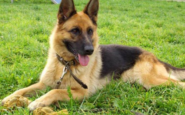 Xərçəngi müəyyən edən itlər