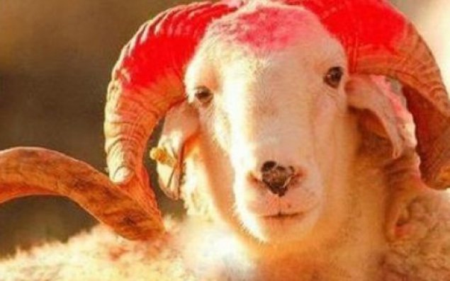 Məşhurlarımız qurban kəsəcəklərmi?