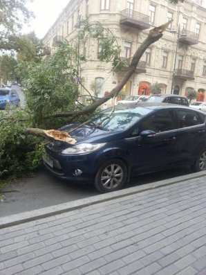 Bakıda ağac maşının üstünə aşdı   – FOTO