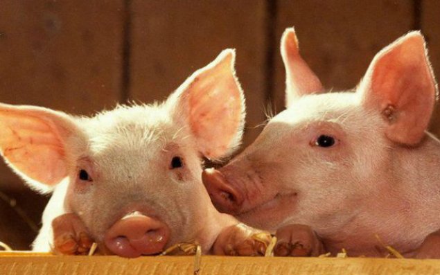 Donuzlar insan üçün ideal orqan donoru olacaqlar
