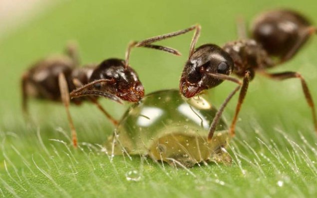 6 gün ərzində qarışqalarla qidalanıb