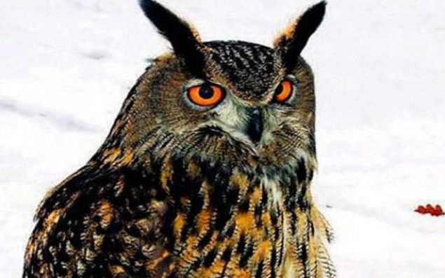 Bayquşa ömürlük həbs cəzası verildi