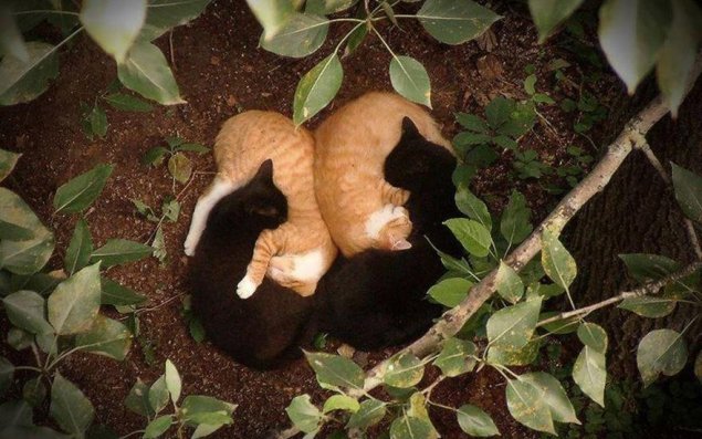 Qeyri-adi sujeti olan  - FOTOLAR