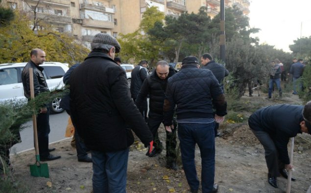 Nəsimi rayonunda ağacəkmə aksiyası keçirilib