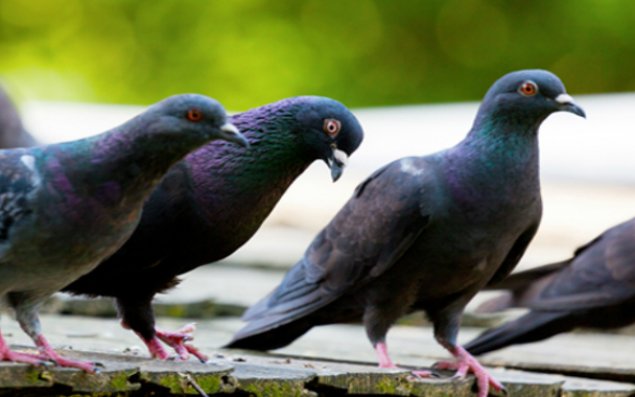 Göyərçinlər xərçəng xəstələrinə ümid oldu