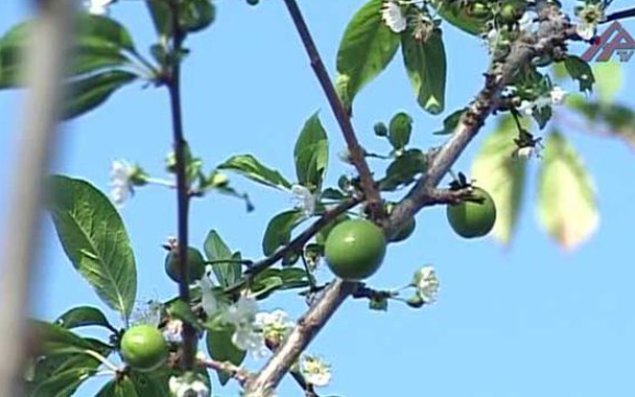 Cəlilabadda qeyri-adi təbiət hadisəsi baş verib   — FOTO