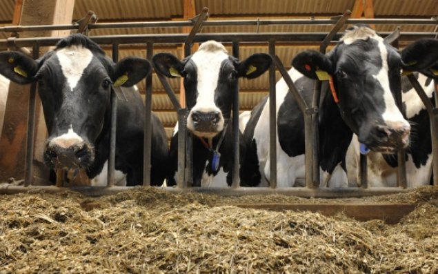 Azərbaycana inək gətirən TIR atəşə tutuldu