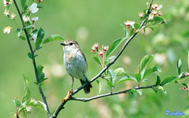 Baharın gələcəyi dəqiq vaxt açıqlandı