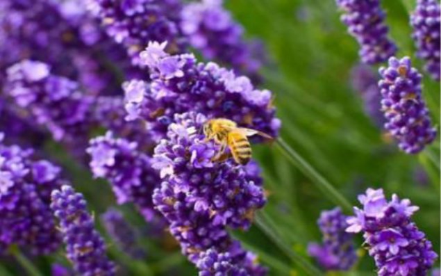 Lavanda bitkisinin faydaları