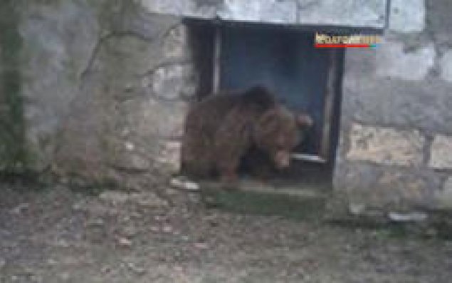 Bakıda tapılan ayının   FOTOları