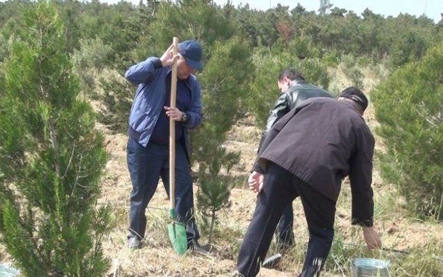 Prokurorluq əməkdaşları ağacəkmə kampaniyası keçirib