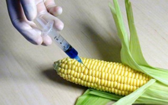 GMO məhsullarla bağlı yeni tələblər qoyulacaq   - Azərbaycanda