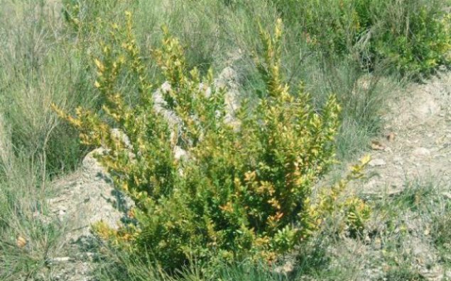 “Qırmızı kitaba” düşən əsrlərlə yaşı olan ağaclar niyə quruyur?