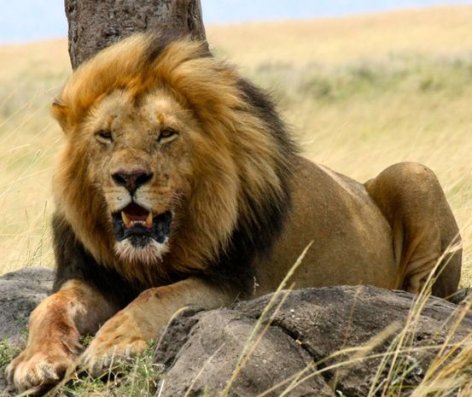 İordaniyada aslanlar veterinarı və yardımçısını parçalayıblar