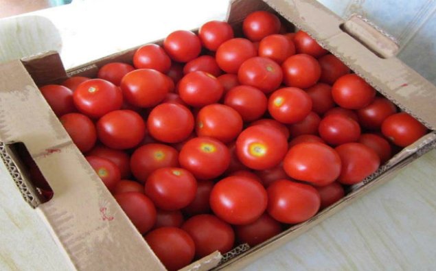 Azərbaycan pomidorunun 25 faizi Rusiyaya ixrac edilib