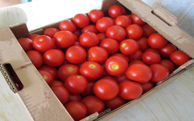 Rusiya Türkiyədən ən azı 3 il pomidor almayacaq