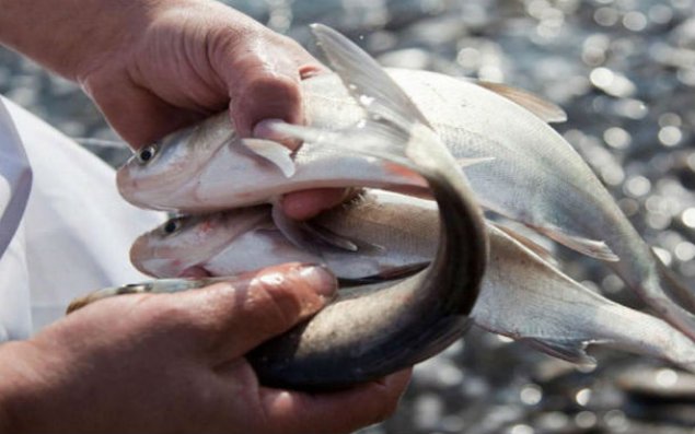 İcazəsiz balıq tutmayın - Cərimə 20 dəfə artırıldı