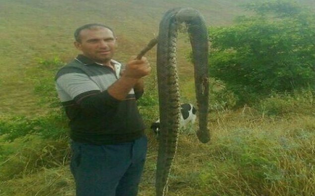 Ağsuda peyda olan böyük Qafqaz gürzəsi öldürüldü – FOTO