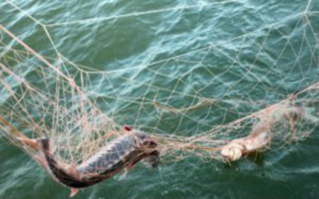 Qazaxıstanda azərbaycanlı brakonyerlər saxlanıldı