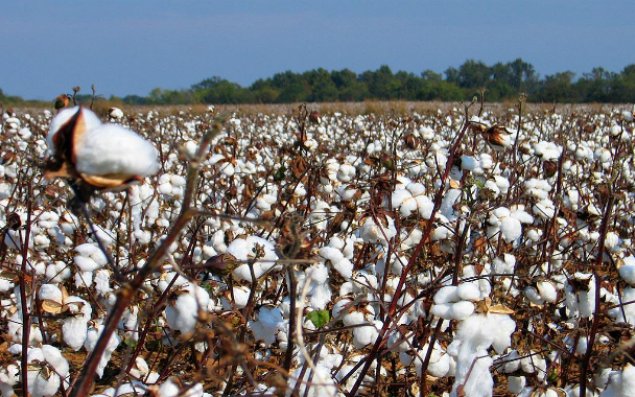Azərbaycanda builki pambıq yığımının həcmi 100 min tona çatıb