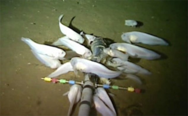 Alimlər Sakit okeanın ən dərin yerində yaşayan balıq növü aşkar ediblər – VİDEO