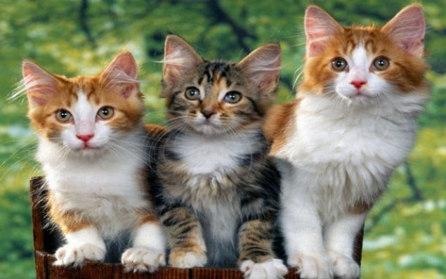 Türkiyədə pişiklər kəndi salınacaq