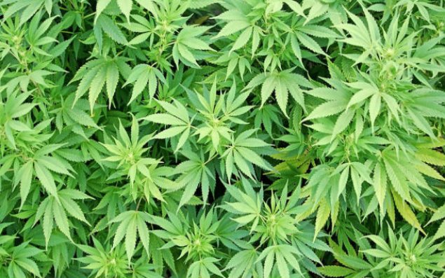 Daha bir ölkədə marixuanadan istifadə qanuniləşdirildi