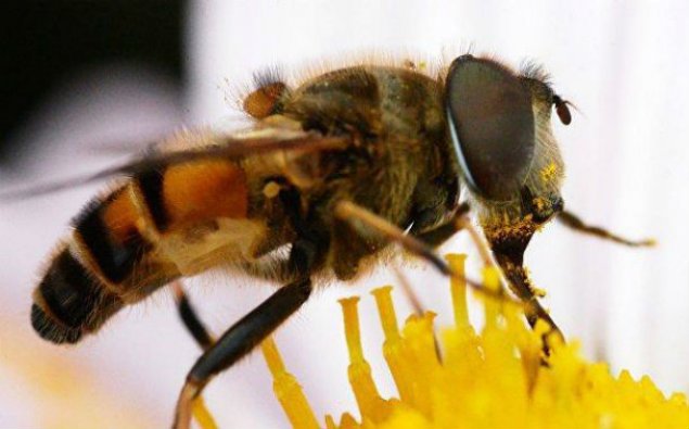 Meksikada arıların hücumu nəticəsində 20-dən çox insan xəsarət alıb