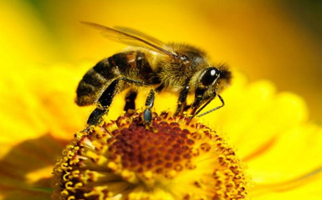 41 yaşlı kişi arı sancmasından öldü