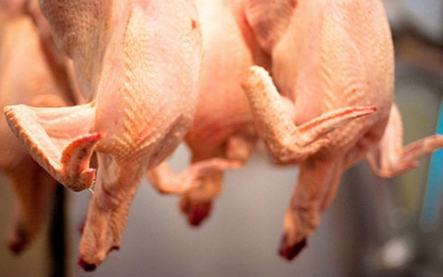 Azərbaycan ərəb ölkələrinə quşçuluq məhsullarının ixracını artıracaq