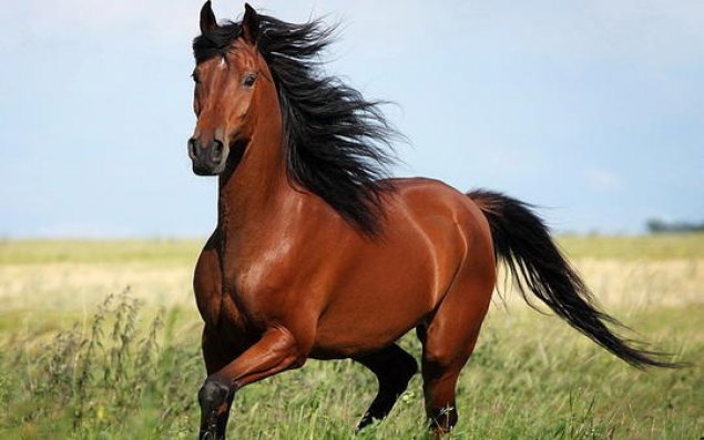 Azərbaycan Qarabağ atları ixrac edə bilər