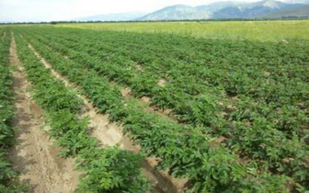 Azərbaycanda Toxum birjası yaradılır