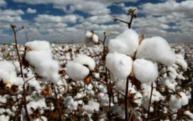 Azərbaycanda pambıq yığımı 13% artıb