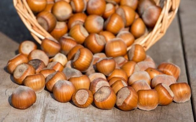 Azərbaycan 2019-cu ildə yeni bazarlara fındıq ixrac edəcək