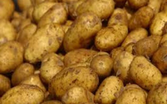 Azərbaycan ötən ilin 11 ayında Rusiyaya 77,6 min ton kartof ixrac edib