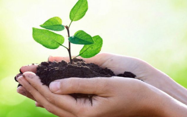 Azərbaycanda bitki xəstəlikləri şəkillər vasitəsilə müəyyən ediləcək