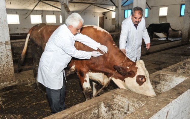 Azərbaycanda sahə baytarlıq məntəqələri ləğv ediləcək