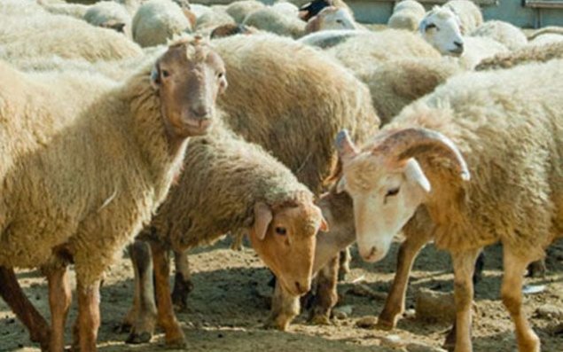 Qurban bayramı ilə bağlı   AÇIQLAMA