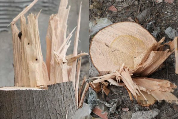 Bakı sakini küləkdən sui-istifadə edərək evinin qarşısındakı ağacı kəsdi (VİDEO)