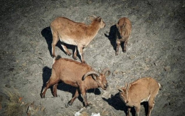 Azərbaycanda bu hevanların ovlanması QADAĞAN OLUNDU