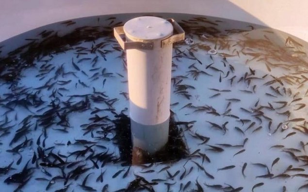 Xaçınçay su anbarına 200 min ədəd çəkikimi balıq körpəsi buraxılıb - FOTO