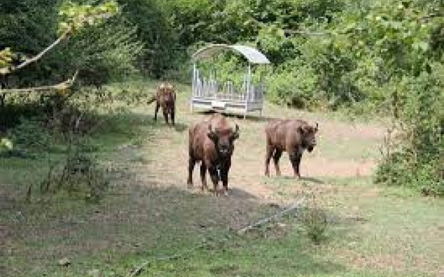 Azərbaycana daha 10 zubr gətirilib - FOTO