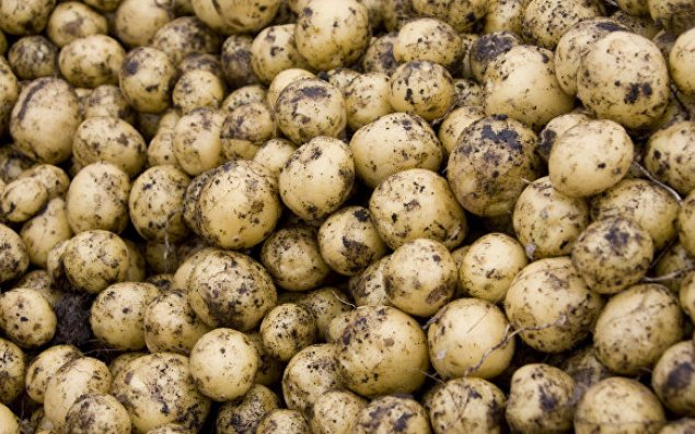 Azərbaycana gətirilən 43 tonluq kartof məhv edildi