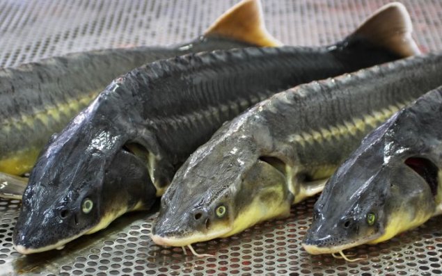 Azərbaycanda bu balığın bir kilosu 120 manata satılır