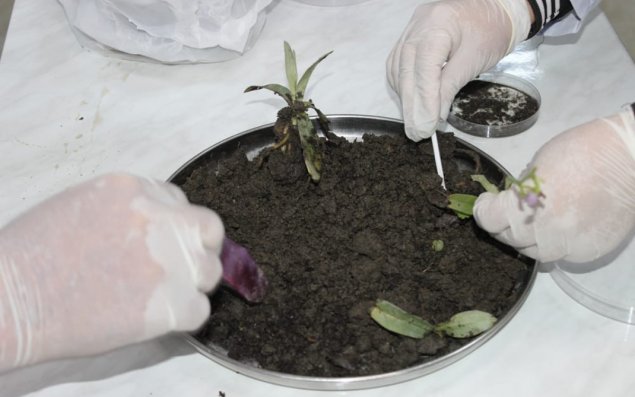 Naxçıvanda Xarıbülbül əkiləcək