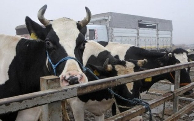 Bu ölkədən heyvan idxalına məhdudiyyət qoyuldu