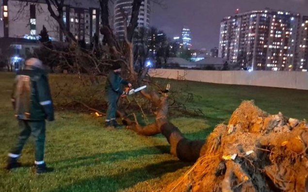 Bakıda güclü külək nəticəsində 368 ağac sınıb, 55-i zədələnib