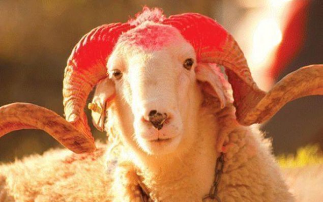 Bazarda qurbanlıqların qiyməti neçəyədir?